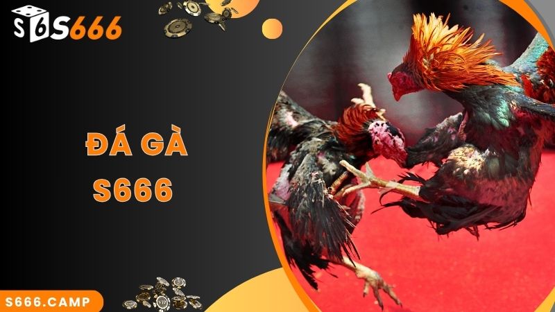 S666 Đá Gà - Theo Dõi Đá Gà Trực Tiếp Mãn Nhãn Và Cược Đa Dạng 4 S666 Đá Gà - Theo Dõi Đá Gà Trực Tiếp Mãn Nhãn Và Cược Đa Dạng